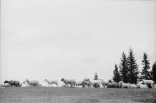 [Wypasanie owiec] (fot. 1) [Dokument ikonograficzny]
