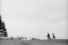 [Wypasanie owiec] (fot. 3) [Dokument ikonograficzny]