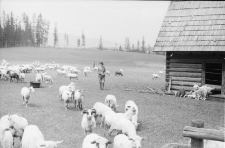 [Wypasanie owiec] (fot. 4) [Dokument ikonograficzny]