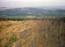 Cmentarzysko drzew [Dokument ikonograficzny]