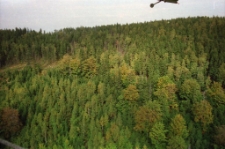 Zniszczenia po kwaśnych deszczach (fot. 1) [Dokument ikonograficzny]