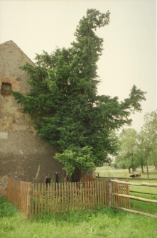 Cis Henrykowski [Dokument ikonograficzny]