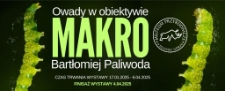 Owady w obiektywie MAKRO - baner [Dokument życia społecznego]