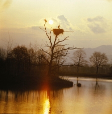 Podg&oacute;rzyn - Bocianie gniazdo (fot. 1) [Dokument ikonograficzny]