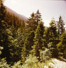 Karkonosze (fot. 12) [Dokument ikonograficzny]