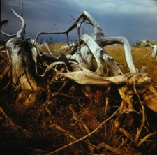 Karkonosze (fot. 16) [Dokument ikonograficzny]