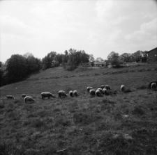 Komarno - Szałas "Muflon" (fot. 1) [Dokument ikonograficzny]