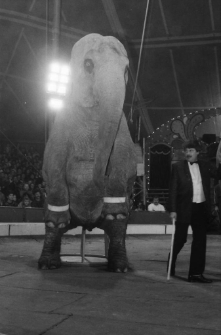 Cyrk Wielki na Zabobrzu (fot. 6) [Dokument ikonograficzny]