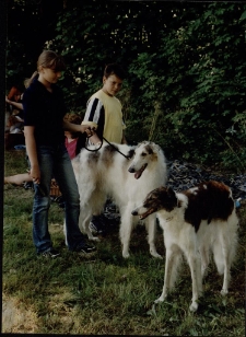 Wystawa Psów Rasowych [2] [Dokument ikonograficzny]