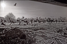 Drużyna Pierścienia [Dokument ikonograficzny]