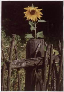 Konkurs miesiąca, luty 2001, miejsce 1 [Dokument ikonograficzny]