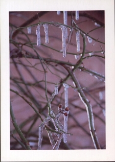 Konkurs miesiąca, styczeń 2002, miejsce 3 [Dokument ikonograficzny]