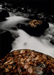 Konkurs miesiąca, grudzień 2002, miejsce 1 [Dokument ikonograficzny]