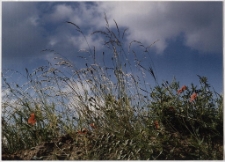 Konkurs miesiąca, sierpień 2001, wyróżnienie [Dokument ikonograficzny]