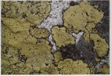 Konkurs miesiąca, listopad 2001, wyróżnienie [Dokument ikonograficzny]