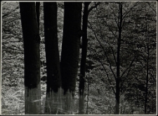 Konkurs miesiąca, marzec 1995, miejsce 3 [Dokument ikonograficzny]