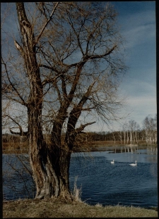 Konkurs miesiąca, kwiecień 1995, miejsce 2 [Dokument ikonograficzny]