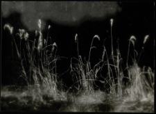 Konkurs miesiąca, czerwiec 1995, miejsce 1 [Dokument ikonograficzny]