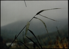 Konkurs miesiąca, październik 1995, miejsce 3 [Dokument ikonograficzny]