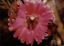 Konkurs miesiąca, listopad 1995, miejsce 2 [Dokument ikonograficzny]