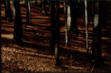 Konkurs miesiąca, październik 1997, miejsce 2 [Dokument ikonograficzny]