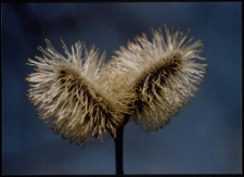 Konkurs miesiąca, maj 1996, wyr&oacute;żnienie 2 [Dokument ikonograficzny]