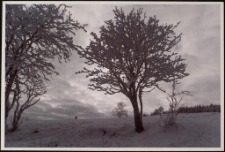 Konkurs miesiąca, marzec 2005, miejsce 2 [Dokument ikonograficzny]