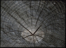 Konkurs miesiąca, kwiecień 2005, miejsce 1 [Dokument ikonograficzny]