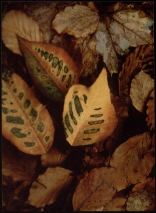 Konkurs miesiąca, lipiec 2005, wyróżnienie [Dokument ikonograficzny]