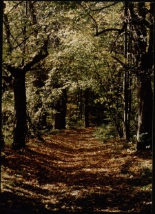 Konkurs miesiąca, październik 1996, miejsce 3 [Dokument ikonograficzny]