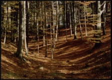 Konkurs miesiąca, listopad 1996, miejsce 1 [Dokument ikonograficzny]