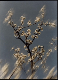 Konkurs miesiąca, listopad 1996, miejsce 2 [Dokument ikonograficzny]