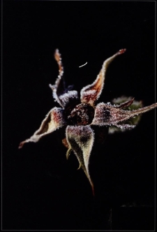 Konkurs miesiąca, marzec 2011, miejsce 2 [Dokument ikonograficzny]