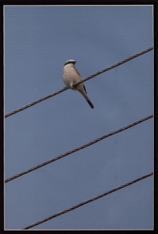 Konkurs miesiąca, sierpień 2011, miejsce 2 [Dokument ikonograficzny]