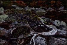 Konkurs miesiąca, marzec 2012, wyróżnienie [Dokument ikonograficzny]