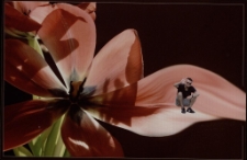 Konkurs miesiąca, czerwiec 2012, miejsce 3 [Dokument ikonograficzny]