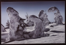 Konkurs miesiąca, sierpień 2012, wyróżnienie [Dokument ikonograficzny]