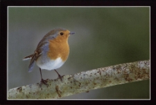 Konkurs miesiąca, grudzień 2012, miejsce 1 [Dokument ikonograficzny]