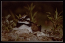 Konkurs miesiąca, grudzień 2012, wyróżnienie [Dokument ikonograficzny]