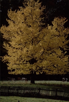 Konkurs miesiąca, grudzień 2002, wyróżnienie [Dokument ikonograficzny]