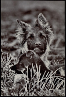 Konkurs miesiąca, styczeń 2013, wyróżnienie [Dokument ikonograficzny]