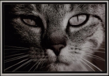 Konkurs miesiąca, luty 2013, miejsce 2 [Dokument ikonograficzny]