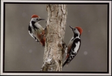 Konkurs miesiąca, marzec 2013, miejsce 1 [Dokument ikonograficzny]