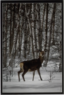 Konkurs miesiąca, kwiecień 2013, miejsce 1 [Dokument ikonograficzny]