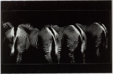 Konkurs miesiąca, maj 2013, miejsce 3 [Dokument ikonograficzny]