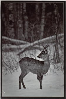 Konkurs miesiąca, czerwiec 2013, wyróżnienie [Dokument ikonograficzny]