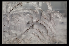 Konkurs miesiąca, styczeń 2014, wyróżnienie [Dokument ikonograficzny]
