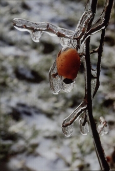 Konkurs miesiąca, luty 2014, miejsce 3 [Dokument ikonograficzny]