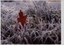 Konkurs miesiąca, marzec 2014, wyróżnienie [Dokument ikonograficzny]