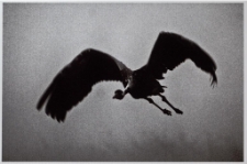 Konkurs miesiąca, sierpień 2014, wyróżnienie [Dokument ikonograficzny]